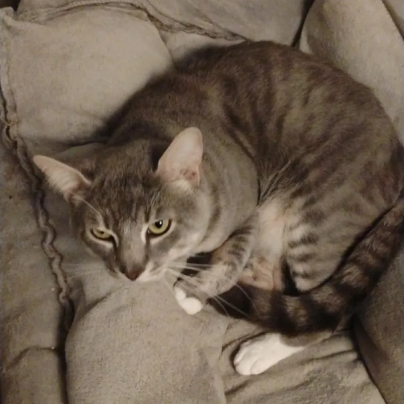 An adult extra large-sized male Gray / Blue / Silver Domestic Short Hair cat named Ash for adoption in Newark, NJ