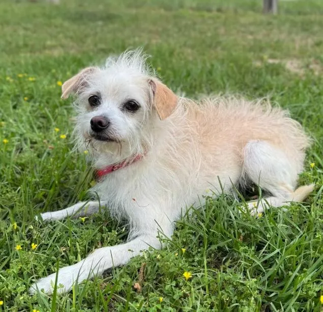 A young small-sized male Chihuahua dog named Toulouse In Tx for adoption in Cranston, RI