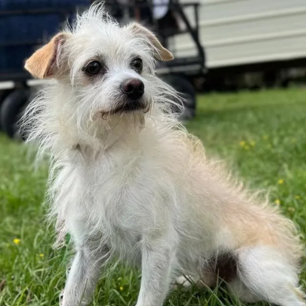 Toulouse In Tx thumbnail 2