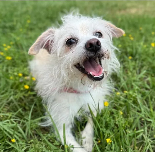 Toulouse In Tx thumbnail 3