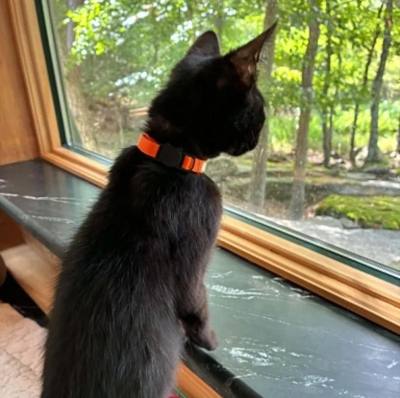A baby medium-sized male Black Domestic Short Hair cat named Cat Stevens for adoption in Hawley, PA