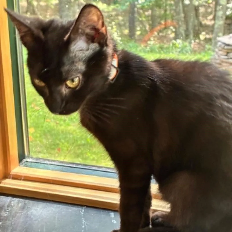 Cat Stevens thumbnail 2
