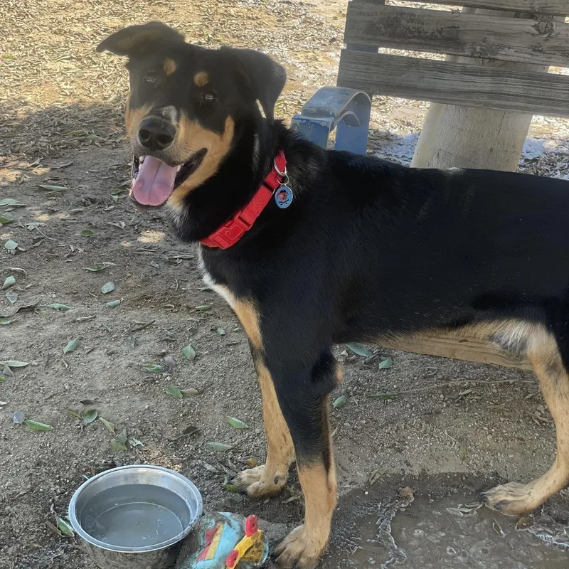 A young large-sized male Black Doberman Pinscher dog named Duke for adoption in Riverside, CA
