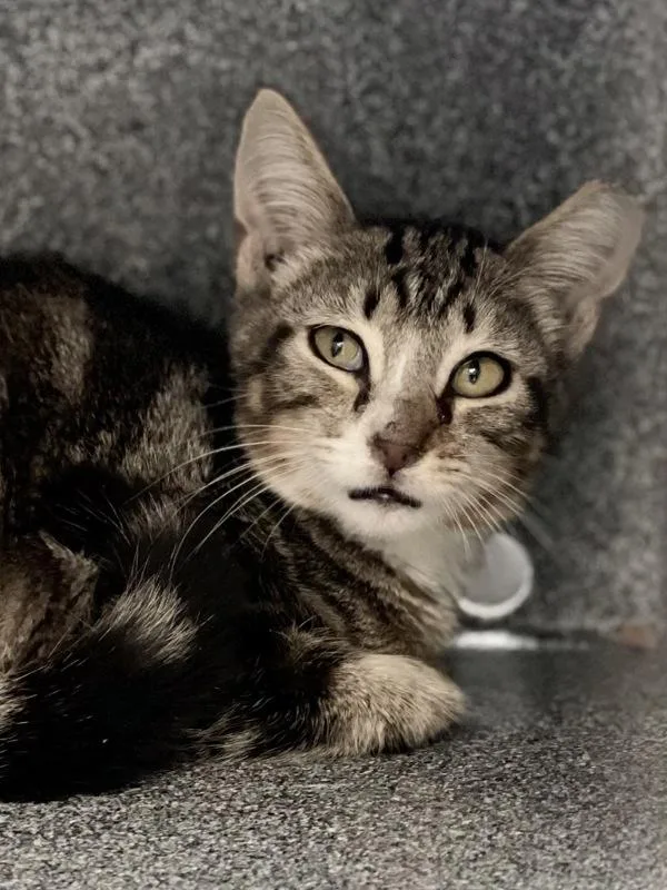 A baby small-sized unknown Domestic Short Hair cat named Casey for adoption in Austin, TX