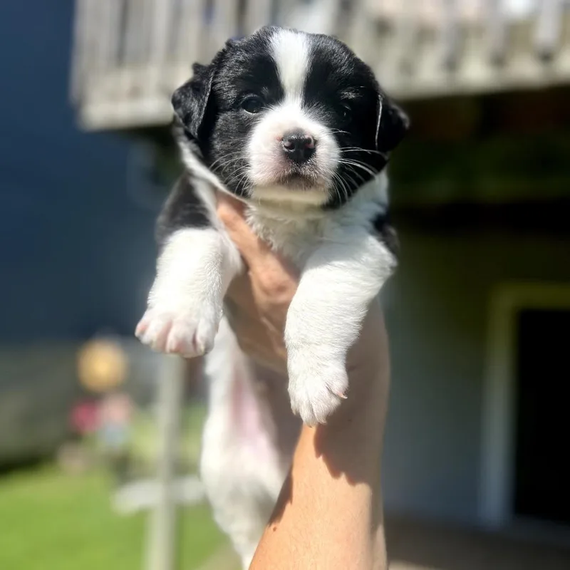 A baby small-sized male Black Boston Terrier dog named Garrett Graham for adoption in St. Charles, IL
