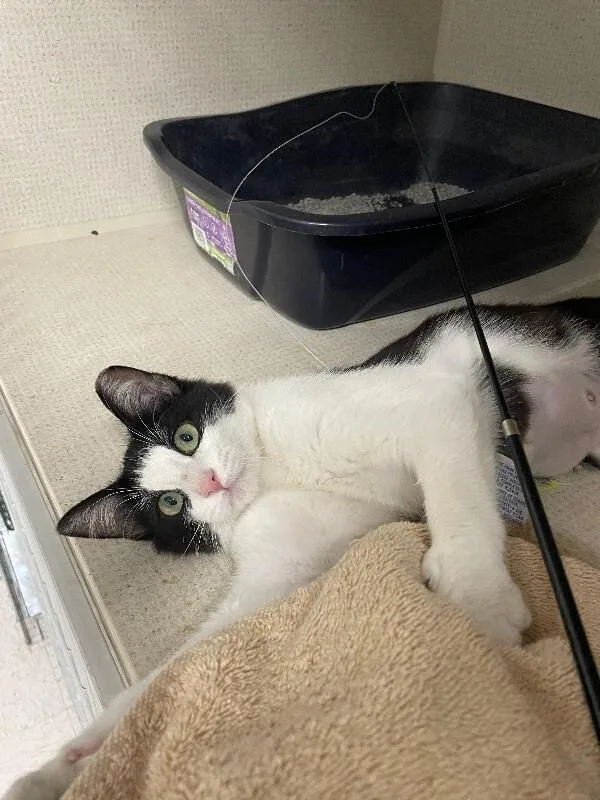 An adult medium-sized female Black Domestic Short Hair cat named Soup Du Jour for adoption in Fort Collins, CO