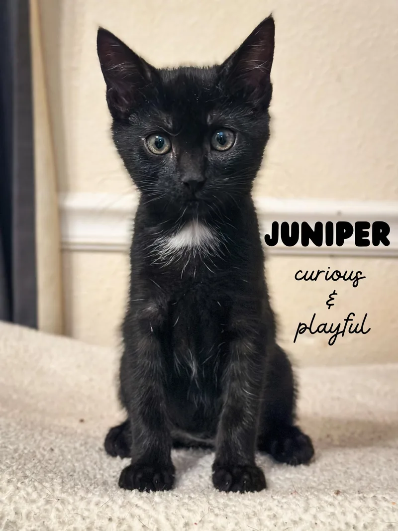 A baby medium-sized male Black Domestic Short Hair cat named Juniper for adoption in Sonora, CA