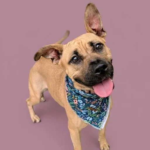 A young medium-sized female Black Mouth Cur dog named Sandy Is A Sweetheart for adoption in Houston, TX