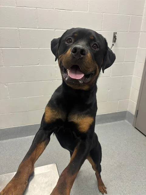 A young large-sized male Rottweiler dog named Springfield for adoption in Indianapolis, IN