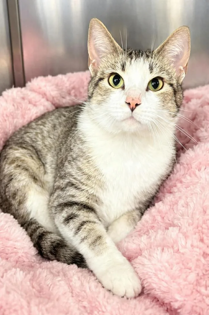 A young small-sized female Domestic Short Hair cat named Tabby for adoption in Columbia, TN