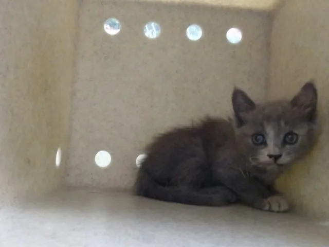A baby small-sized female Domestic Short Hair cat named A for adoption in Moreno Valley, CA