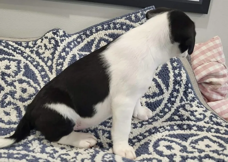 Toboggan thumbnail 2