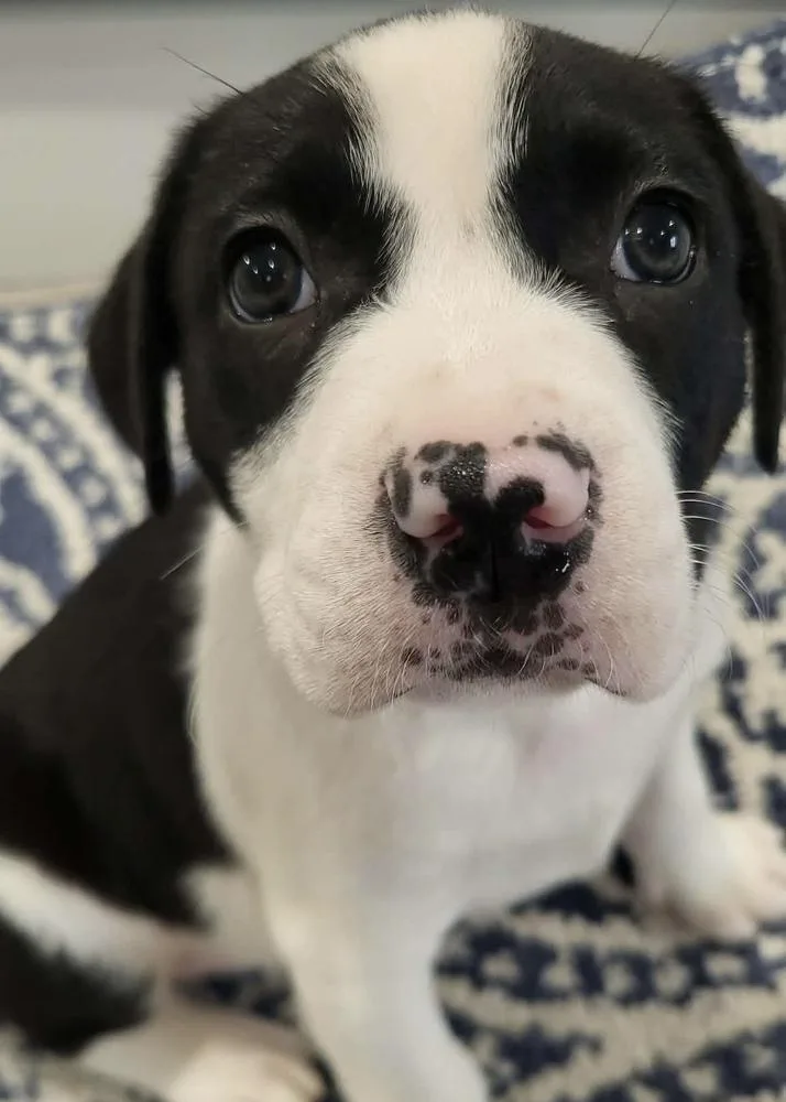 Toboggan thumbnail 3