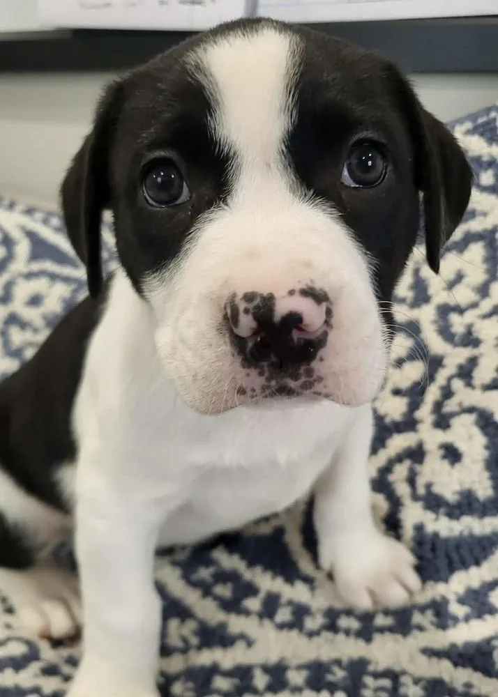 Toboggan thumbnail 4