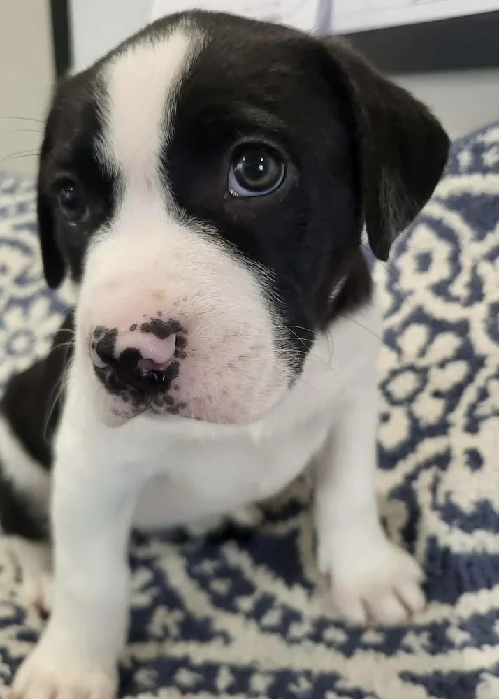 Toboggan thumbnail 5