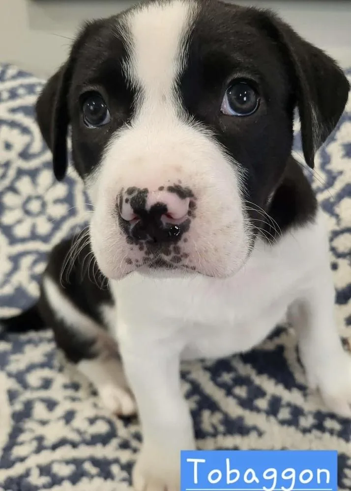 Toboggan thumbnail 6