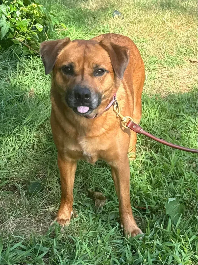 A young medium-sized female Red / Chestnut / Orange Shepherd dog named Amelia for adoption in Old Westbury, NY