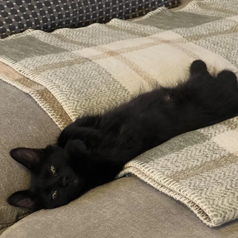 A baby small-sized male Black Domestic Medium Hair cat named Lil Susie for adoption in Las Vegas, NV