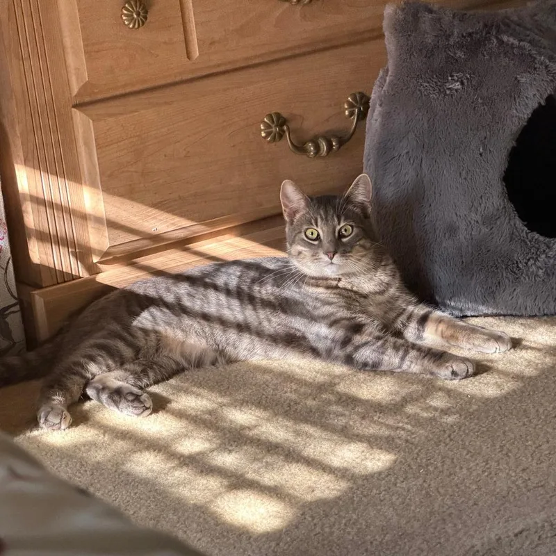 A young small-sized male Gray / Blue / Silver Domestic Short Hair cat named Kevin for adoption in Roanoke, VA