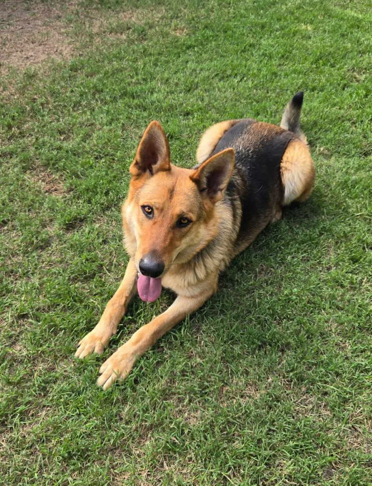 A young large-sized male German Shepherd Dog dog named Leo for adoption in Pleasant Grove, CA