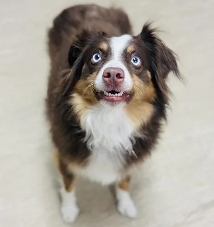An adult medium-sized female Mixed Breed dog named Stella for adoption in West Chester, PA