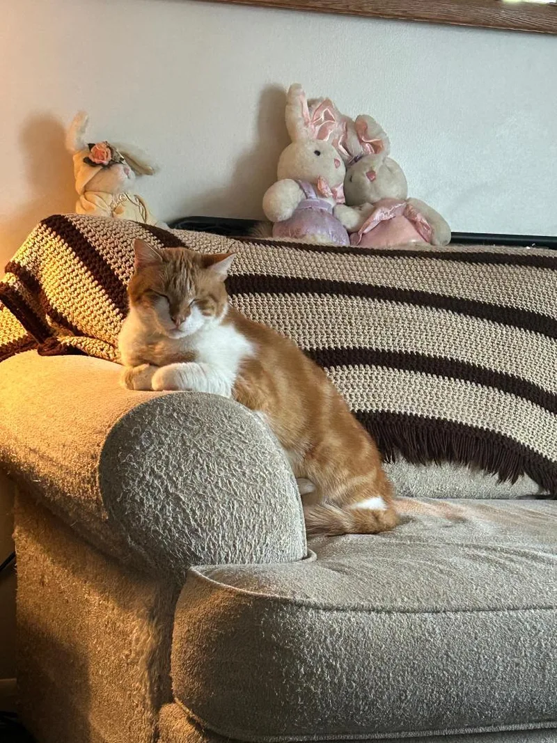 An adult medium-sized male Orange & White Domestic Short Hair cat named Oliver Medvetz  Courtesy for adoption in Stowe, PA