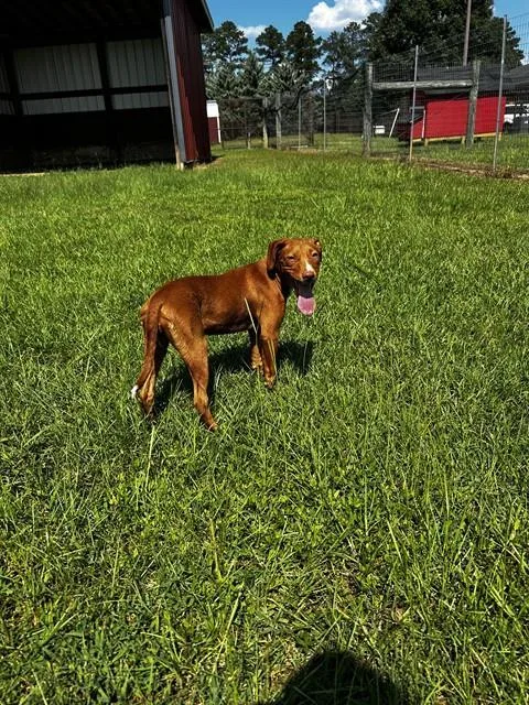 An adult small-sized female Labrador Retriever dog named Minnie for adoption in Appling, GA
