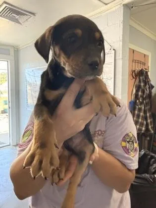 A baby medium-sized male Black Mixed Breed dog named Parmesan for adoption in Georgetown, SC