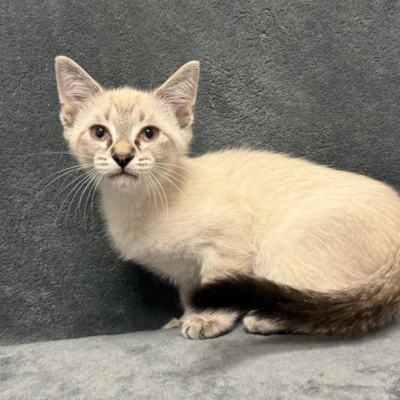 A baby medium-sized male Domestic Short Hair cat named Tofu for adoption in Brenham, TX