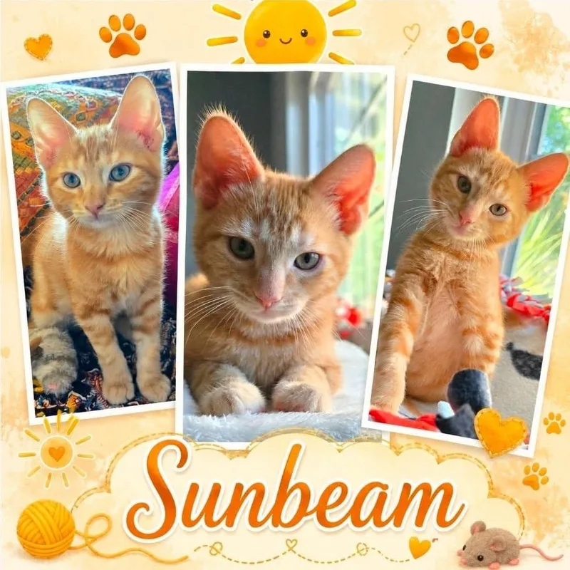 A baby small-sized male Orange / Red Domestic Short Hair cat named Sunbeam for adoption in Orangevale, CA