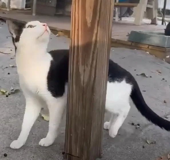 An adult medium-sized male Black & White / Tuxedo Domestic Short Hair cat named Alfalfa for adoption in Spring Hill, FL