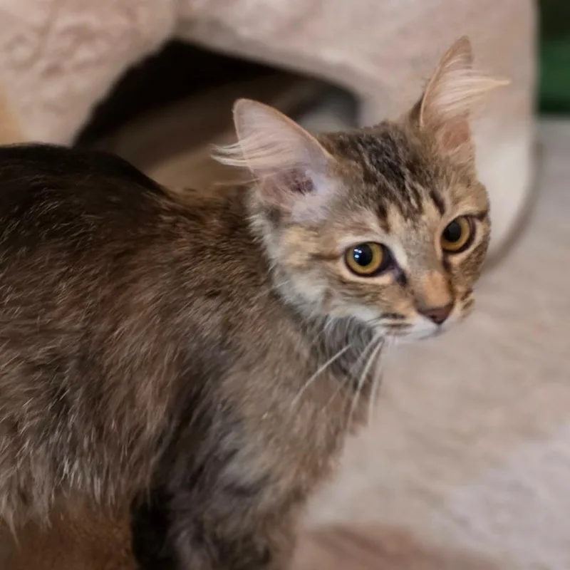 An adult medium-sized female Brown / Chocolate Domestic Medium Hair cat named Susan from Accounting for adoption in Muncie, IN