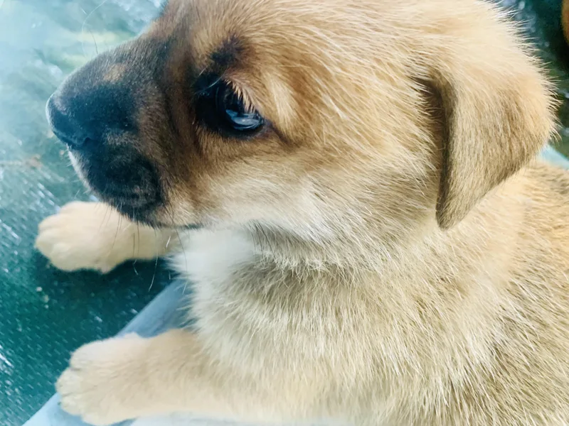 Puppies thumbnail 2