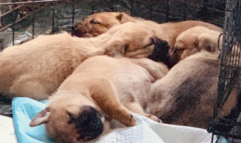 Puppies thumbnail 3