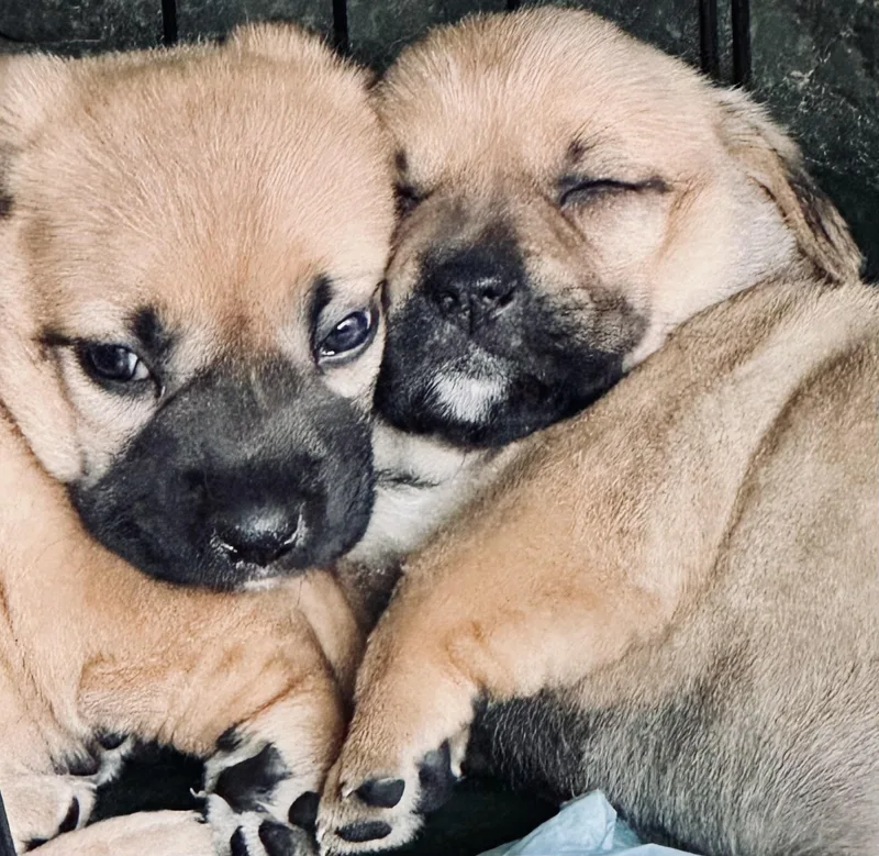 Puppies thumbnail 4
