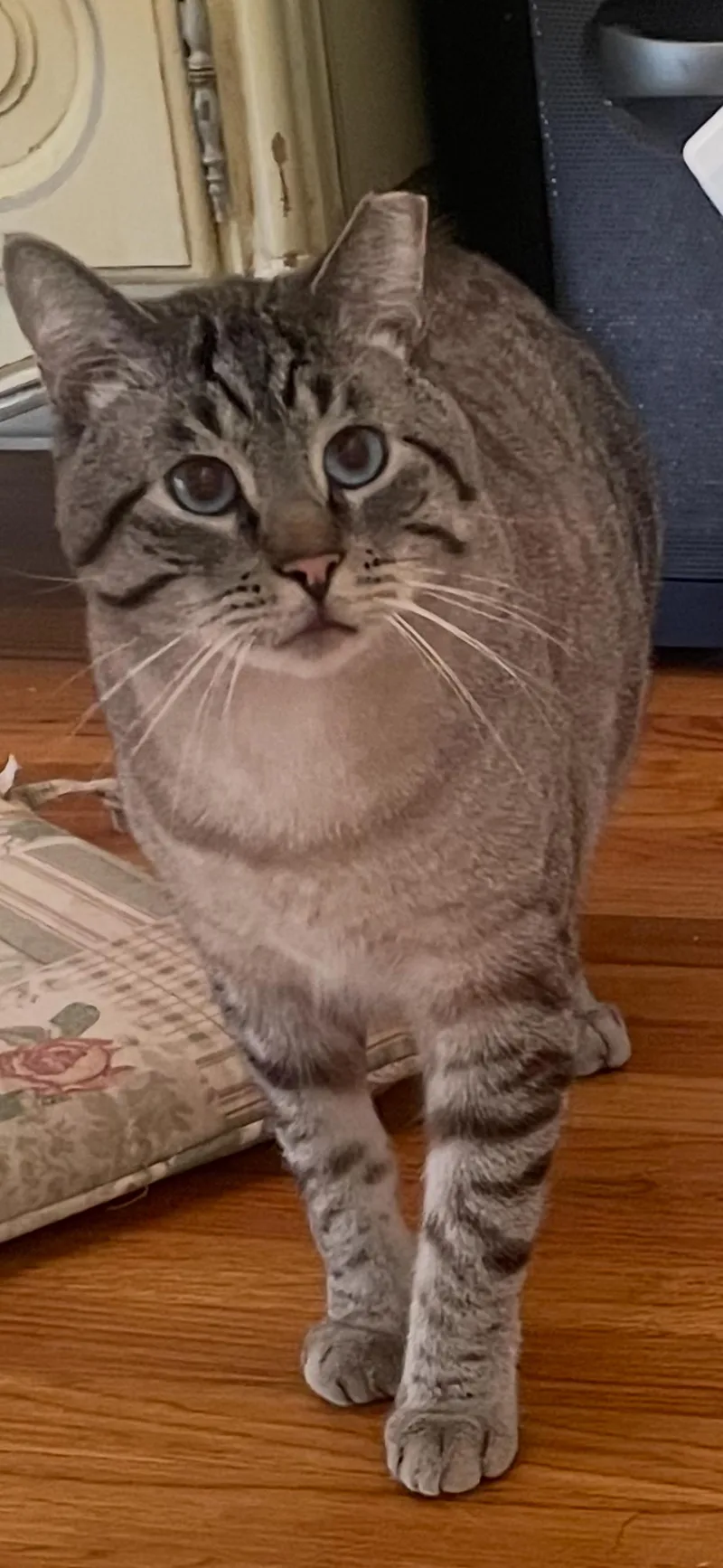 Milo And Sweetie thumbnail 5