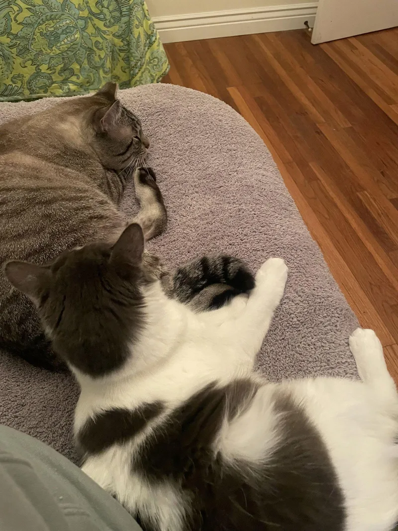 Milo And Sweetie thumbnail 6