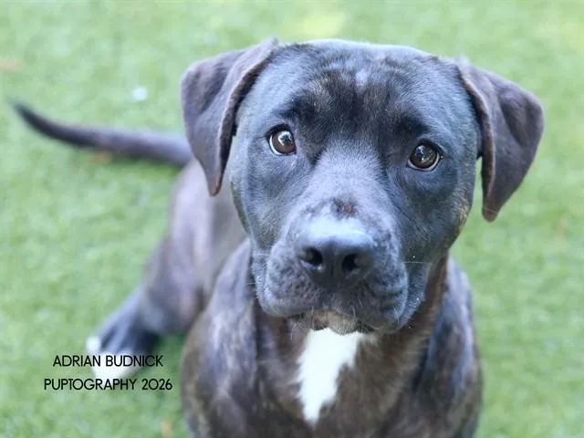 An adult medium-sized female Black Mixed Breed dog named Sienna for adoption in Nashville, TN