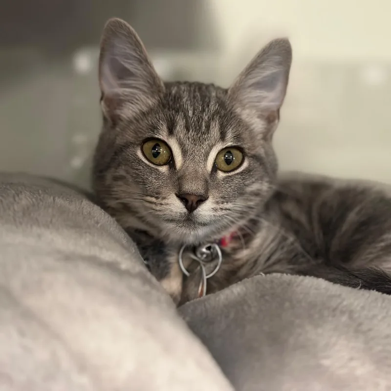 A baby small-sized female Buff / Tan / Fawn Domestic Short Hair cat named NCR Fuji for adoption in Port Washington, NY