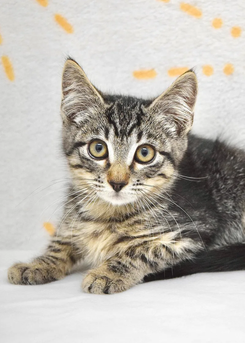 A baby medium-sized male Tabby (Brown / Chocolate) Domestic Short Hair cat named Ted for adoption in Dublin, CA
