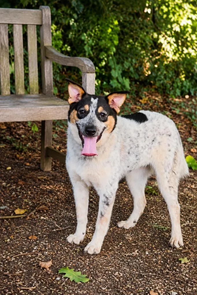 A baby medium-sized female Mixed Breed dog named Minho for adoption in North Syracuse, NY
