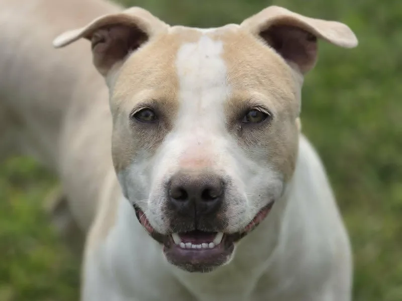 A young medium-sized female Pit Bull Terrier dog named Lolli for adoption in Cookeville, TN