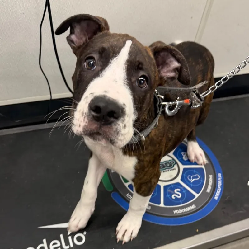 A baby small-sized male Terrier dog named Handsome for adoption in Tampa, FL