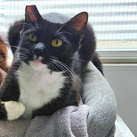 An adult medium-sized female Black Domestic Short Hair cat named Umi for adoption in Woodinville, WA