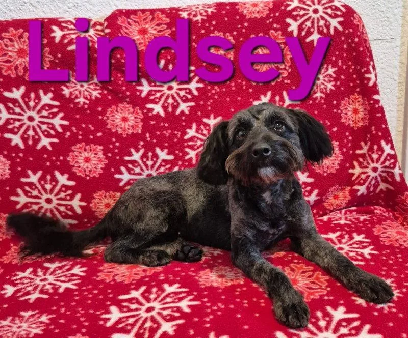Lindsey