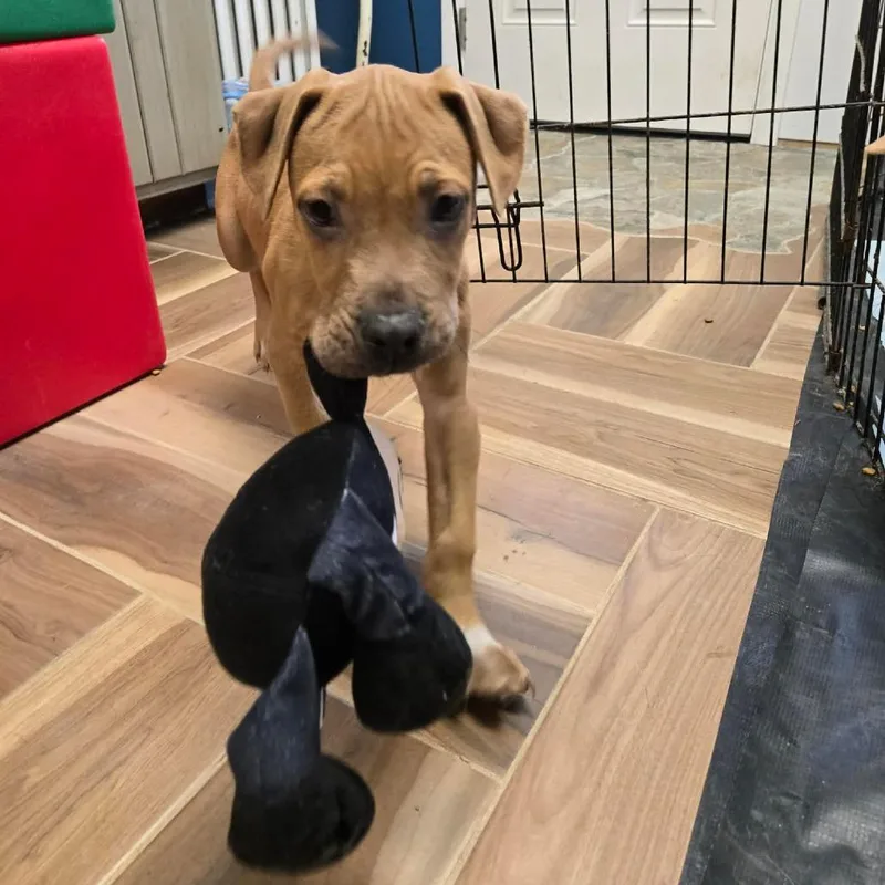 A baby medium-sized male Yellow / Tan / Blond / Fawn Terrier dog named Pua for adoption in Jarrettsville, MD