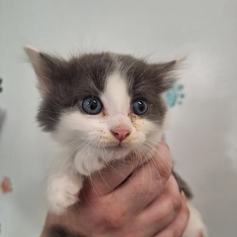 A baby small-sized male Gray / Blue / Silver Domestic Short Hair cat named Leonard for adoption in Albert Lea, MN