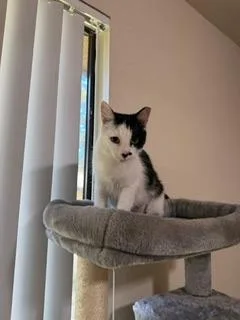 A young medium-sized female White Domestic Short Hair cat named Chicken sandwich for adoption in Parlier, CA