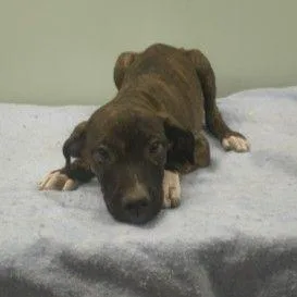 A baby medium-sized male Mixed Breed dog named Shadow for adoption in Westland, MI