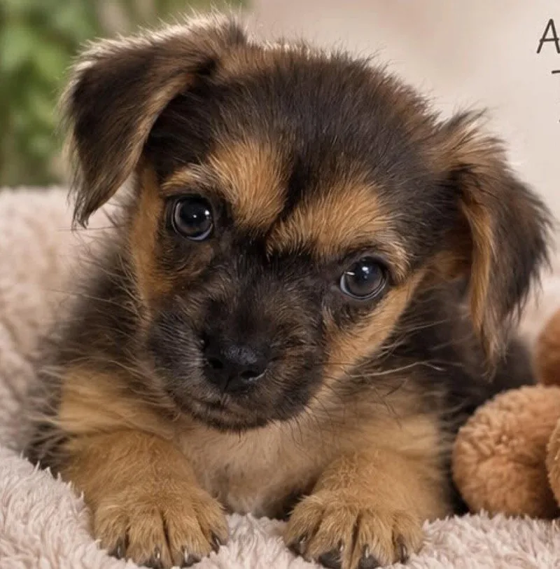 A baby small-sized male Chihuahua dog named Kiwi for adoption in Margate, FL